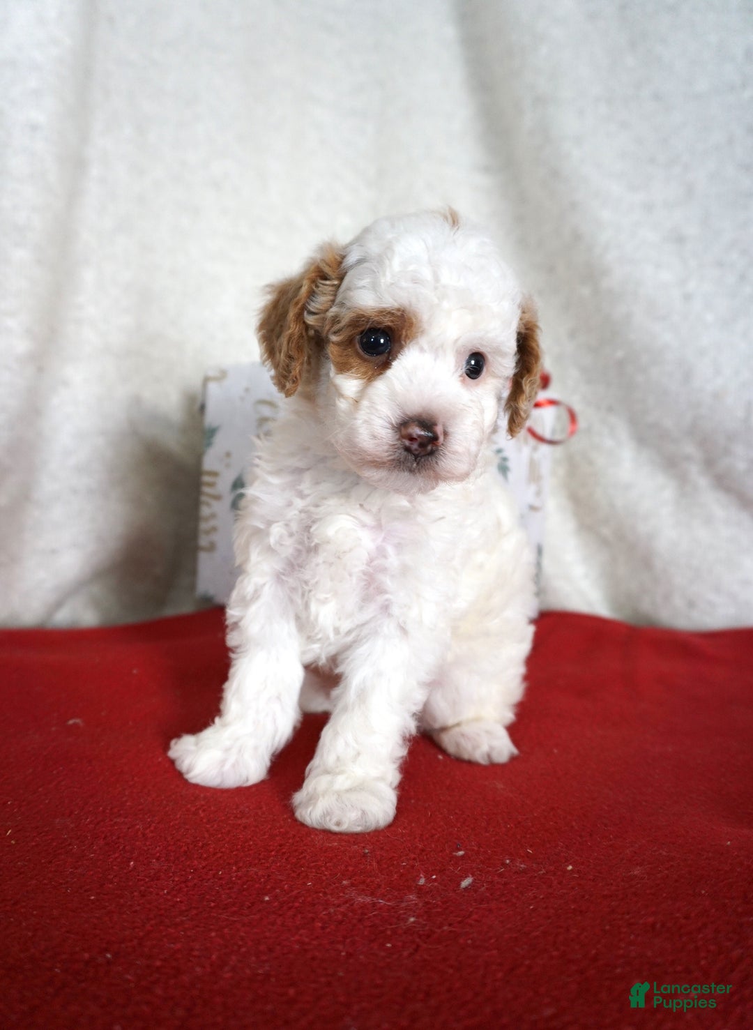 Toy Poodle dogs for sale: Freckles - Ad 2