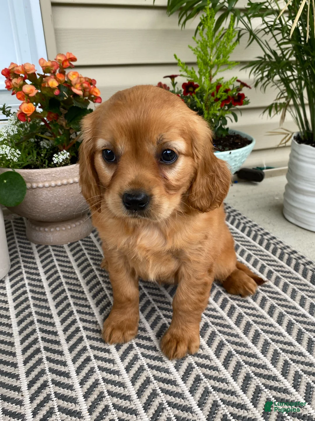 Miniature Golden Retriever dogs for sale: Maple - Ad 2