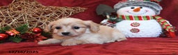 Cavachon dogs for sale: Clifford - Ad 4