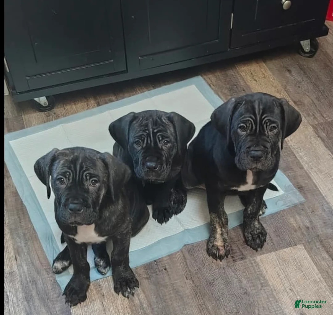 Cane Corso dogs for sale: Ivi - Ad 2