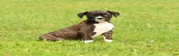 Boxer dogs for sale: Leo - Ad 8