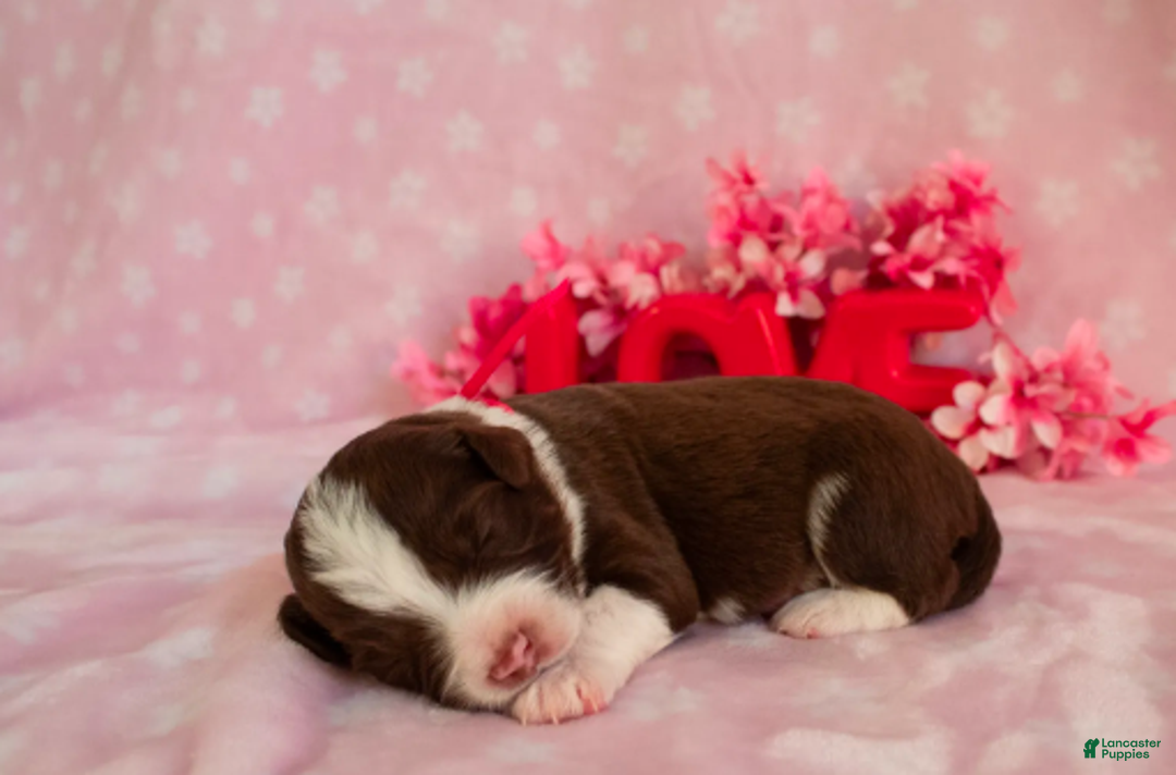 Toy Australian Shepherd dogs for sale: Blossom - Ad 1