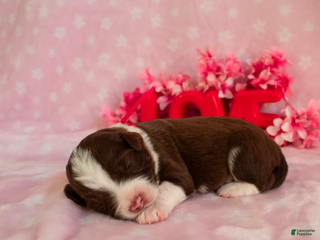 Toy Australian Shepherd dogs Blossom - Ad 5