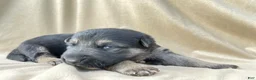 German Shepherd dogs for sale: Ranger - Ad 12