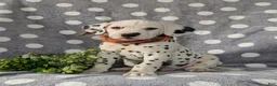 Dalmatian dogs for sale: Kagan - Ad 1