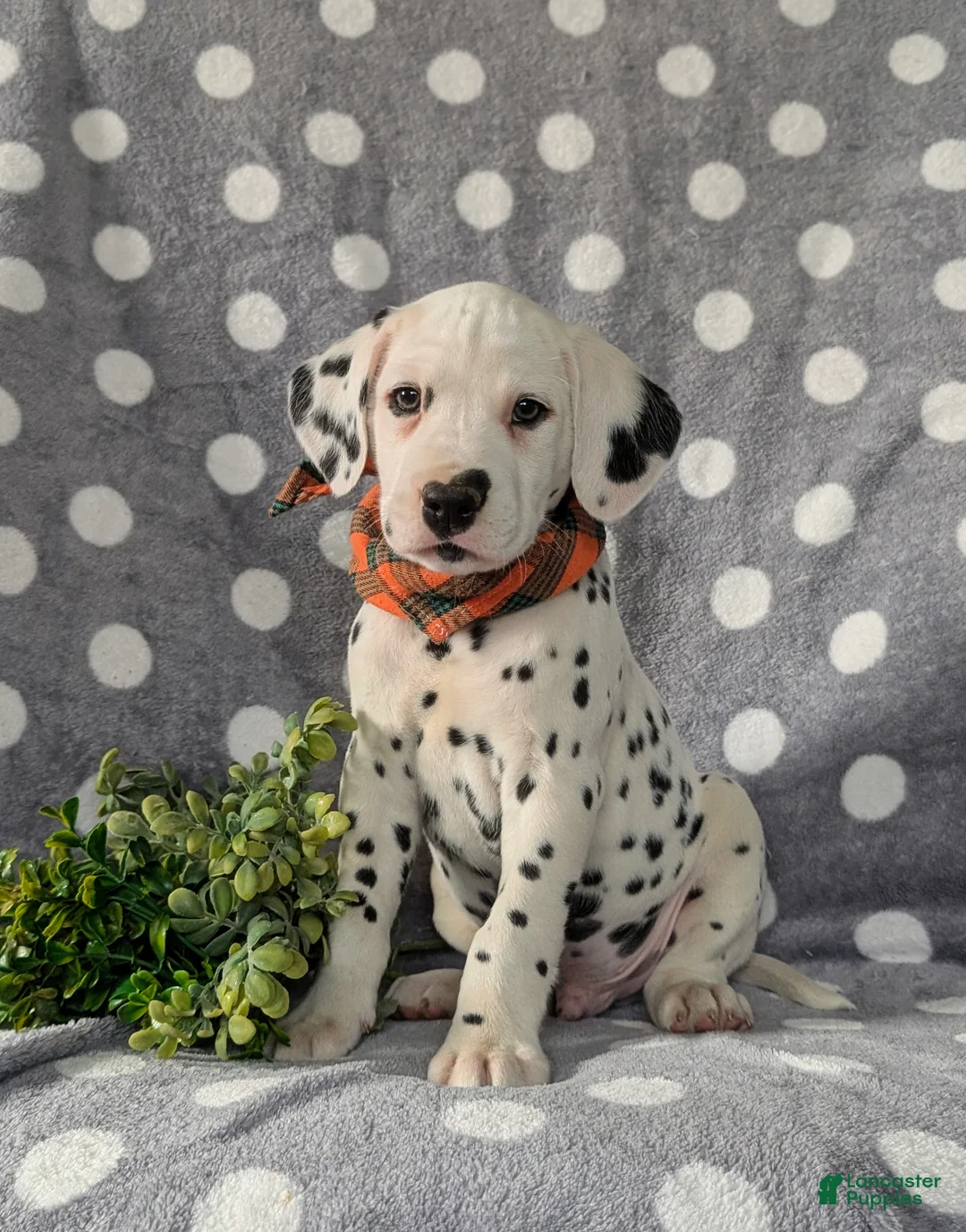 Dalmatian dogs for sale: Kagan - Ad 1