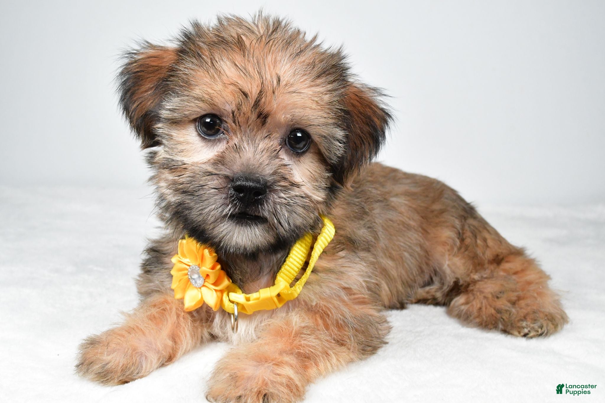 Shorkie dogs Avery - Ad 1