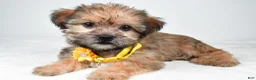 Shorkie dogs for sale: Avery - Ad 1