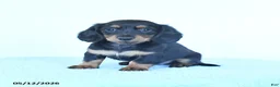 Miniature Dachshund dogs for sale: Sophie - Ad 4