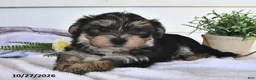 Morkie dogs for sale: Mor  - Ad 4