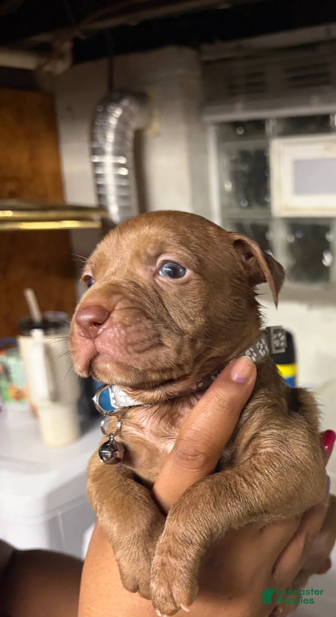 American Pit Bull Terrier dogs for sale: American Pit Bull Terrier Puppy 1 - Ad 2
