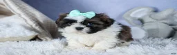 Shih Tzu dogs for sale: HANNAH - Ad 5