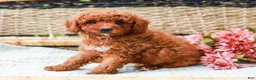Miniature Labradoodle dogs for sale: Kiwi - Ad 3