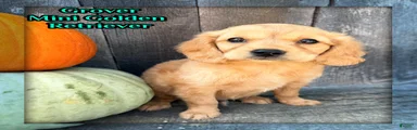 Grover Male Mini Golden Retriever