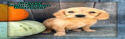 Miniature Golden Retriever dogs for sale: Grover Male Mini Golden Retriever - Ad 1