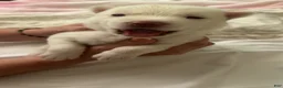 Siberian Husky dogs for sale: Siberian Husky 3 - Ad 6