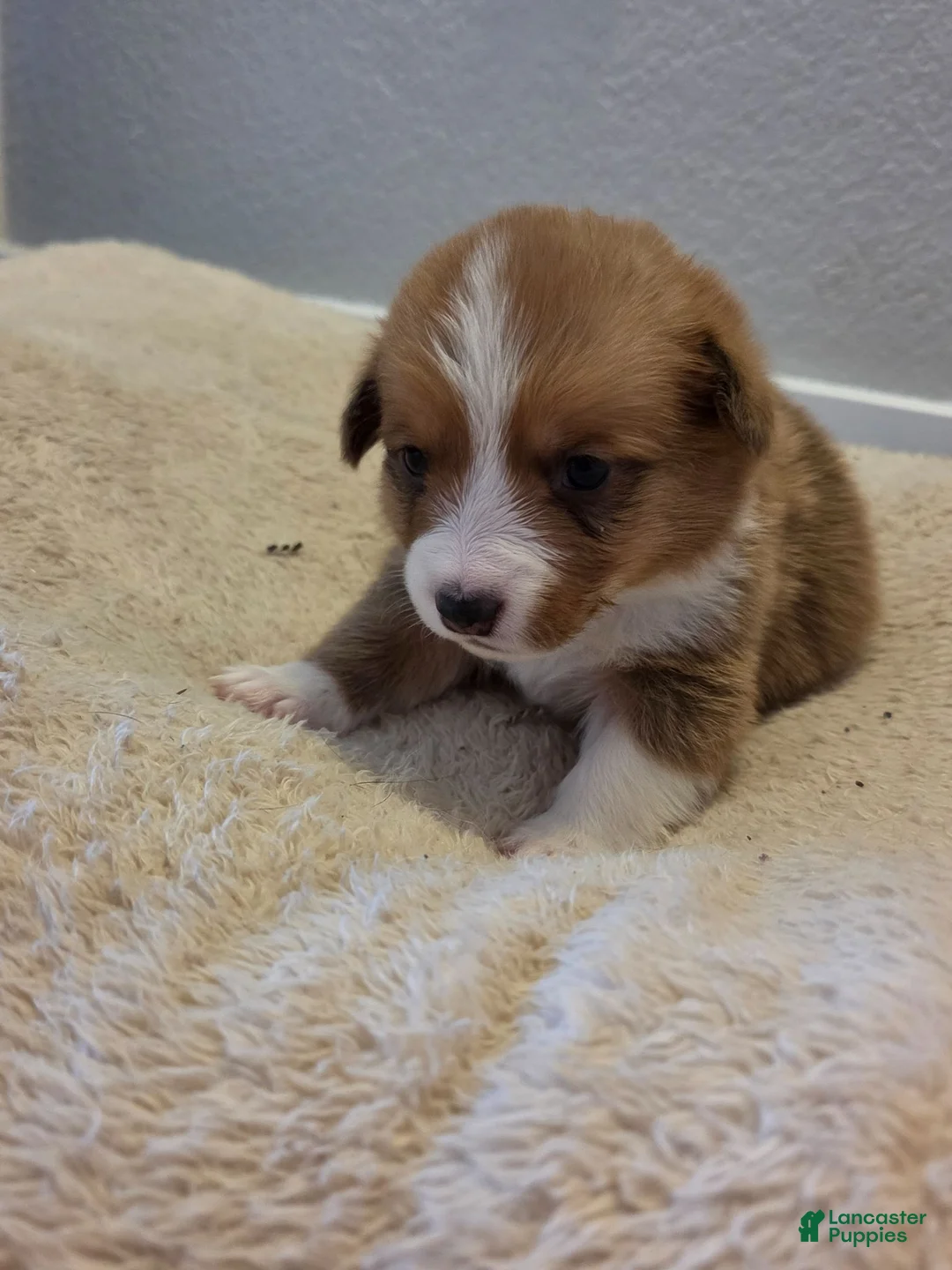 Mixed Breed dogs for sale: Yellow - Ad 2