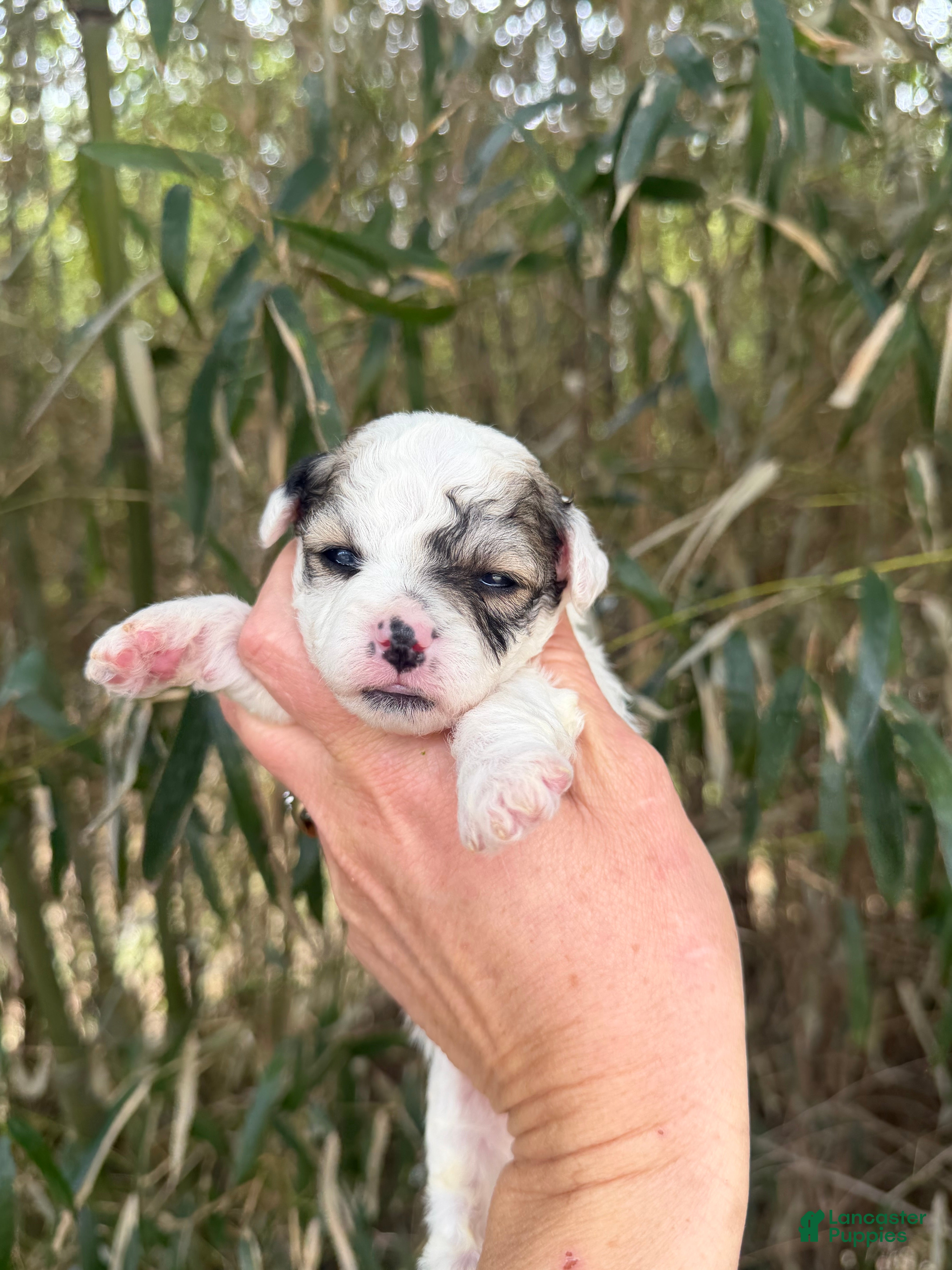 Bichpoo dogs Bichpoo Puppy 5 - Ad 40