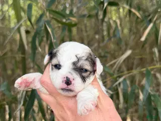 Bichpoo dogs Bichpoo Puppy 5 - Ad 40