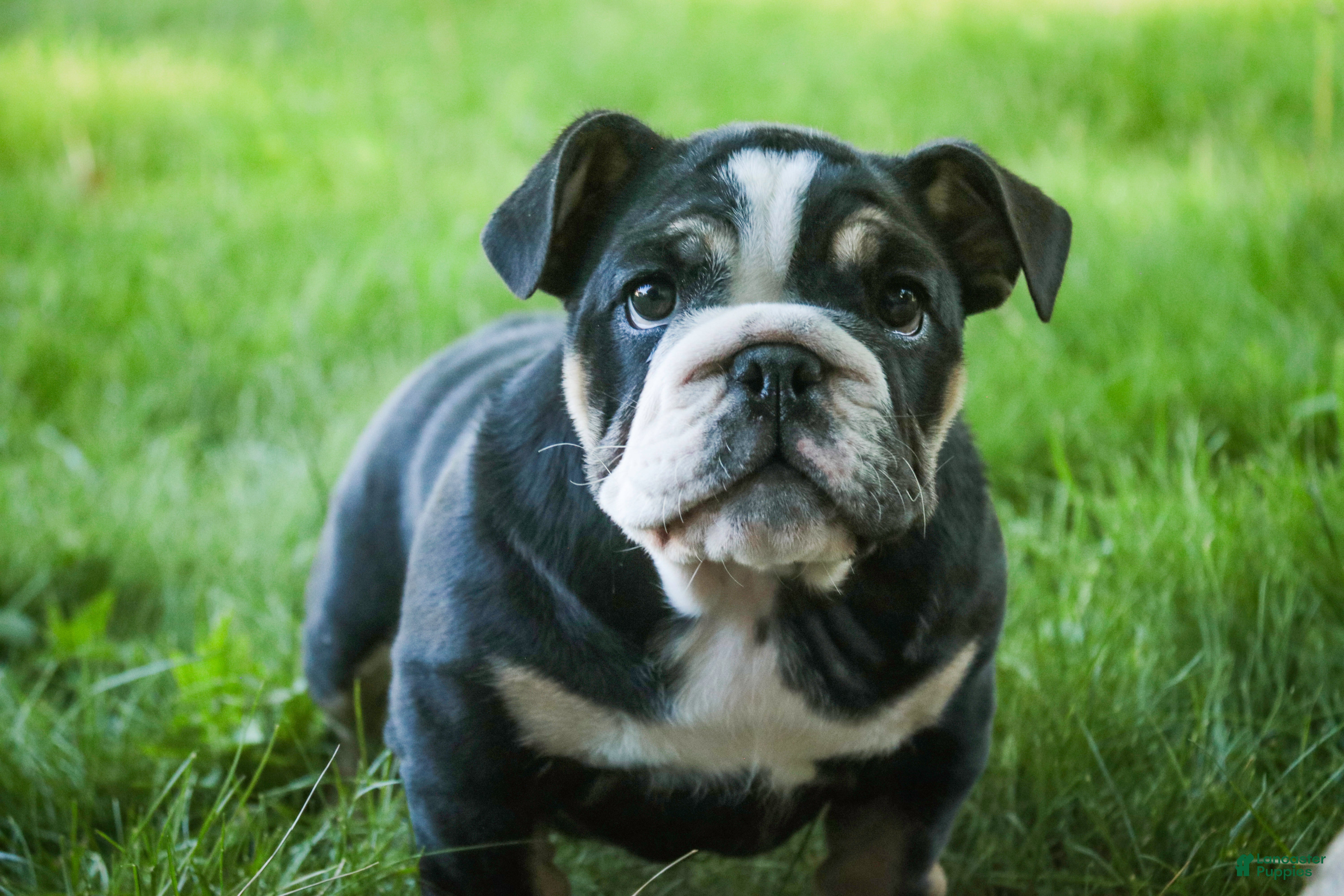 English Bulldog dogs Amelia - Ad 1