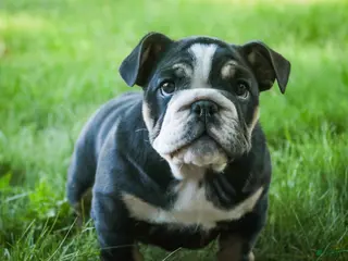 English Bulldog dogs for sale: Amelia - Ad 1