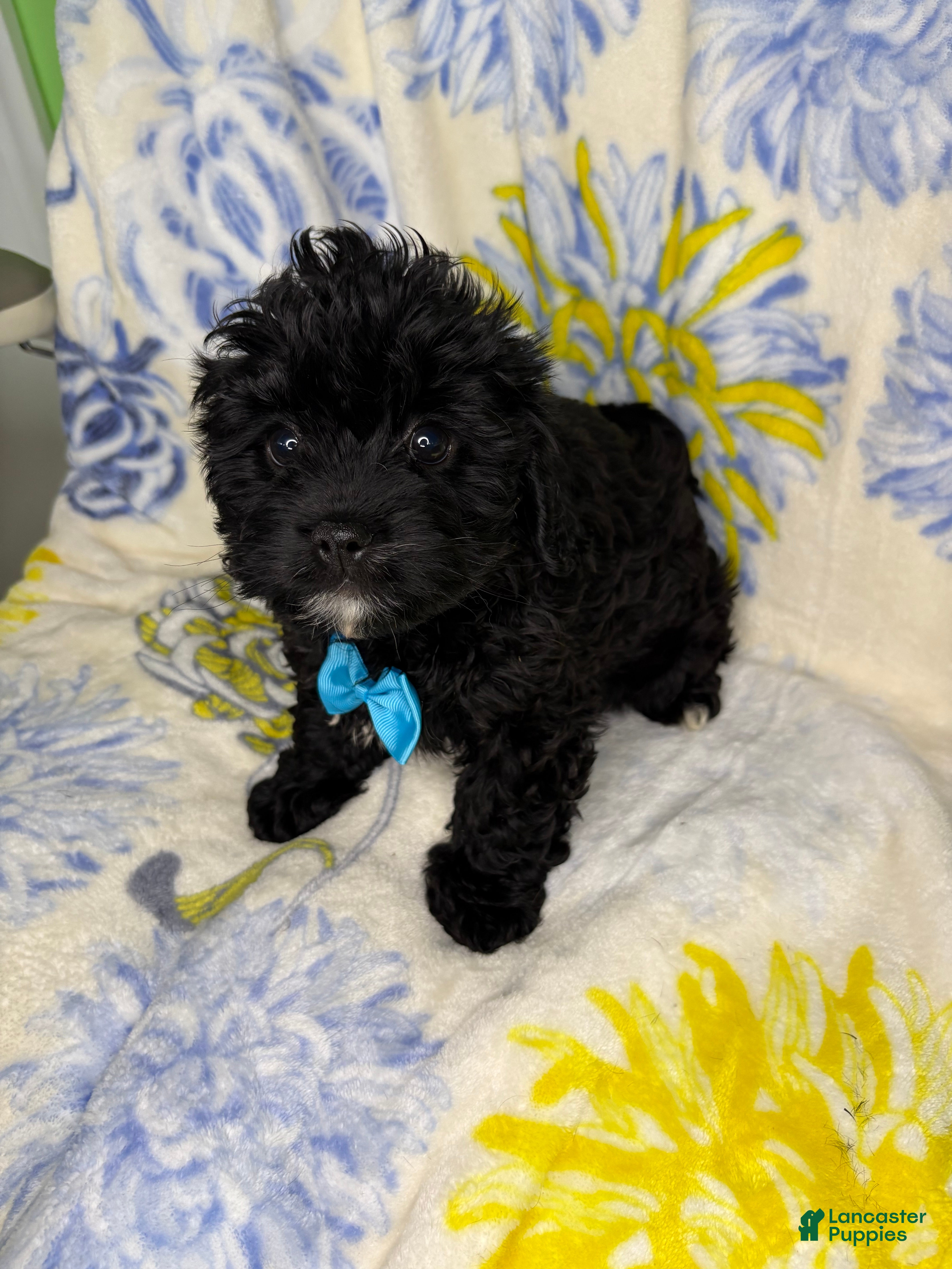 Mixed Breed dogs Mixed Breed 1 - Ad 4