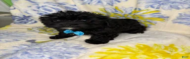 Mixed Breed 1