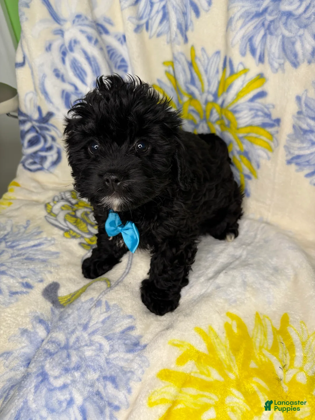 Mixed Breed dogs for sale: Mixed Breed 1 - Ad 1