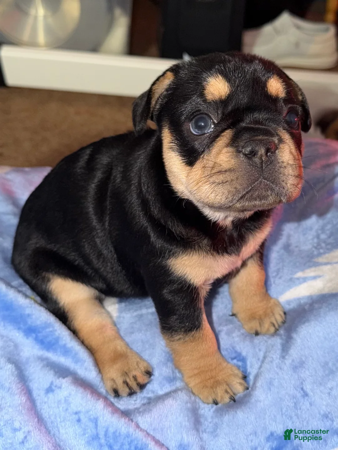 French Bulldog dogs for sale: French Bulldog Puppy 1 - Ad 1