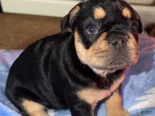 French Bulldog dogs French Bulldog Puppy 1 - Ad 12