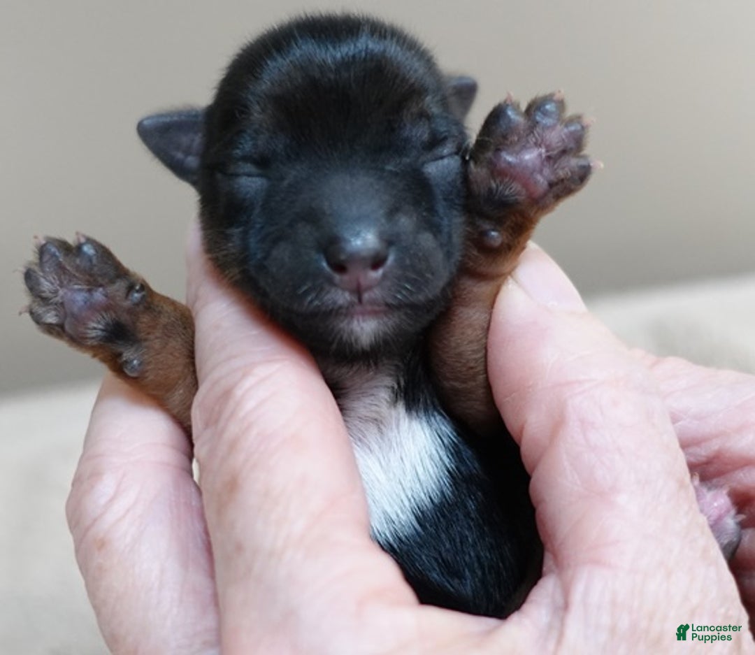 Yorkshire Terrier dogs for sale: Bali - Ad 7