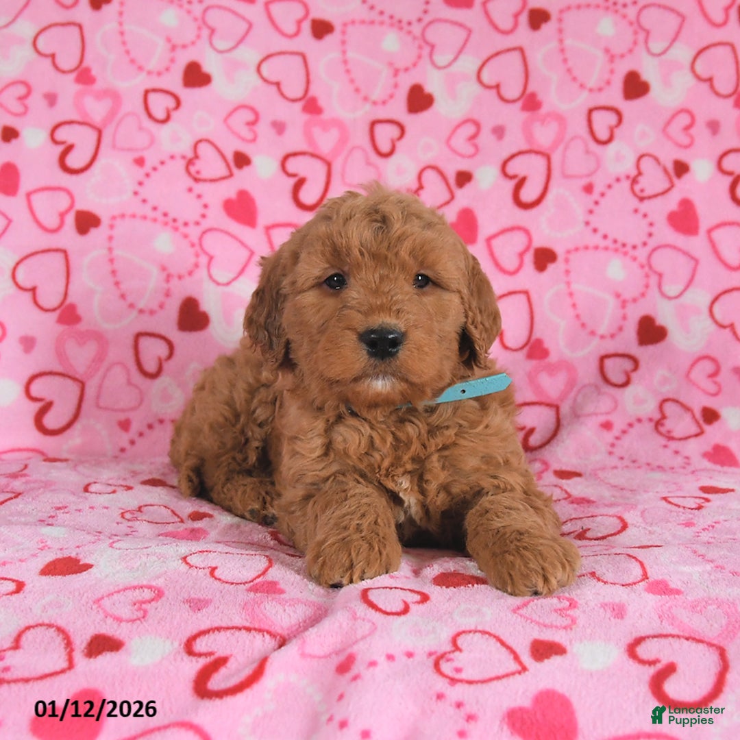 Goldendoodle dogs for sale: Buddy - Ad 2