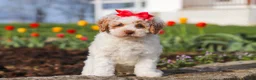 Miniature Poodle dogs for sale: Charlotte - Ad 4