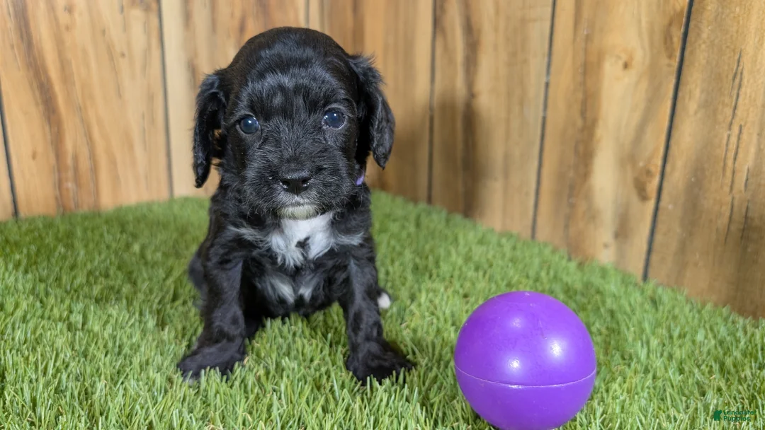 Cavapoo dogs for sale: Francis Girl 1 - Ad 2