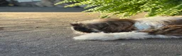 Shih Tzu dogs for sale: Sierra - Ad 5