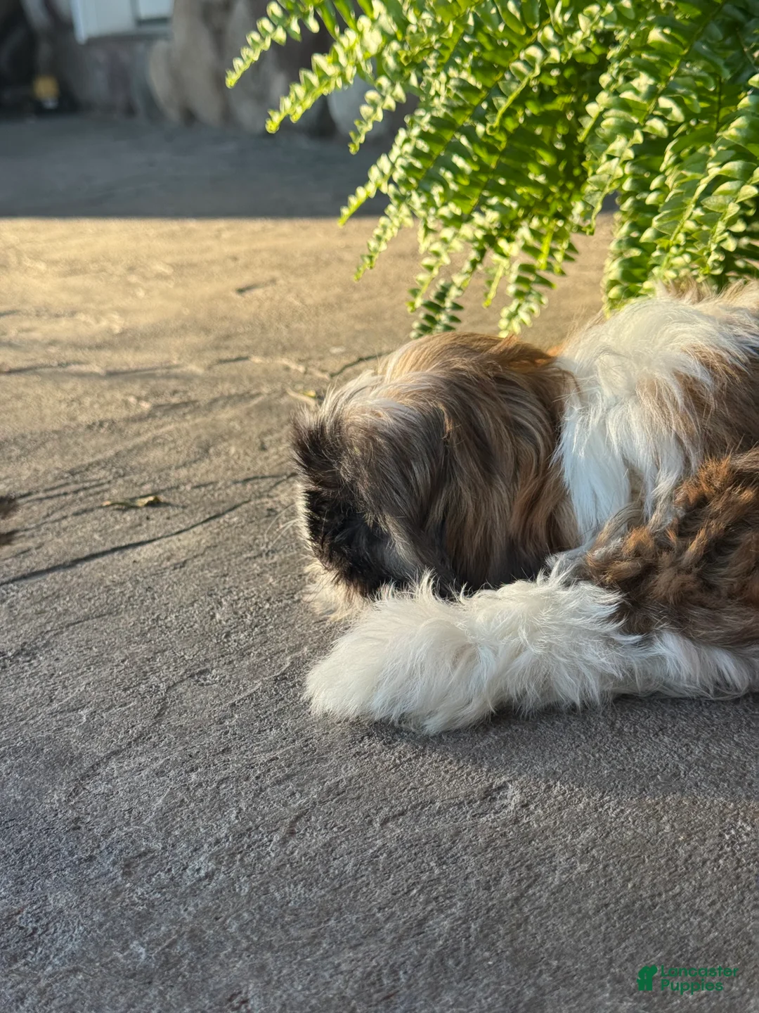Shih Tzu dogs for sale: Sierra - Ad 5