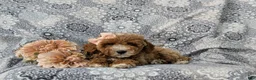 Miniature Poodle dogs for sale: Tamara - Ad 5