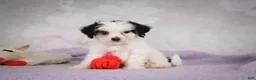 Mini Bernedoodle dogs for sale: Marley - Ad 8