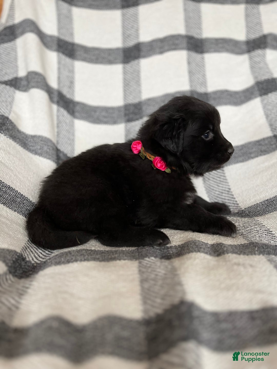 Mixed Breed dogs for sale: Allie - Ad 8