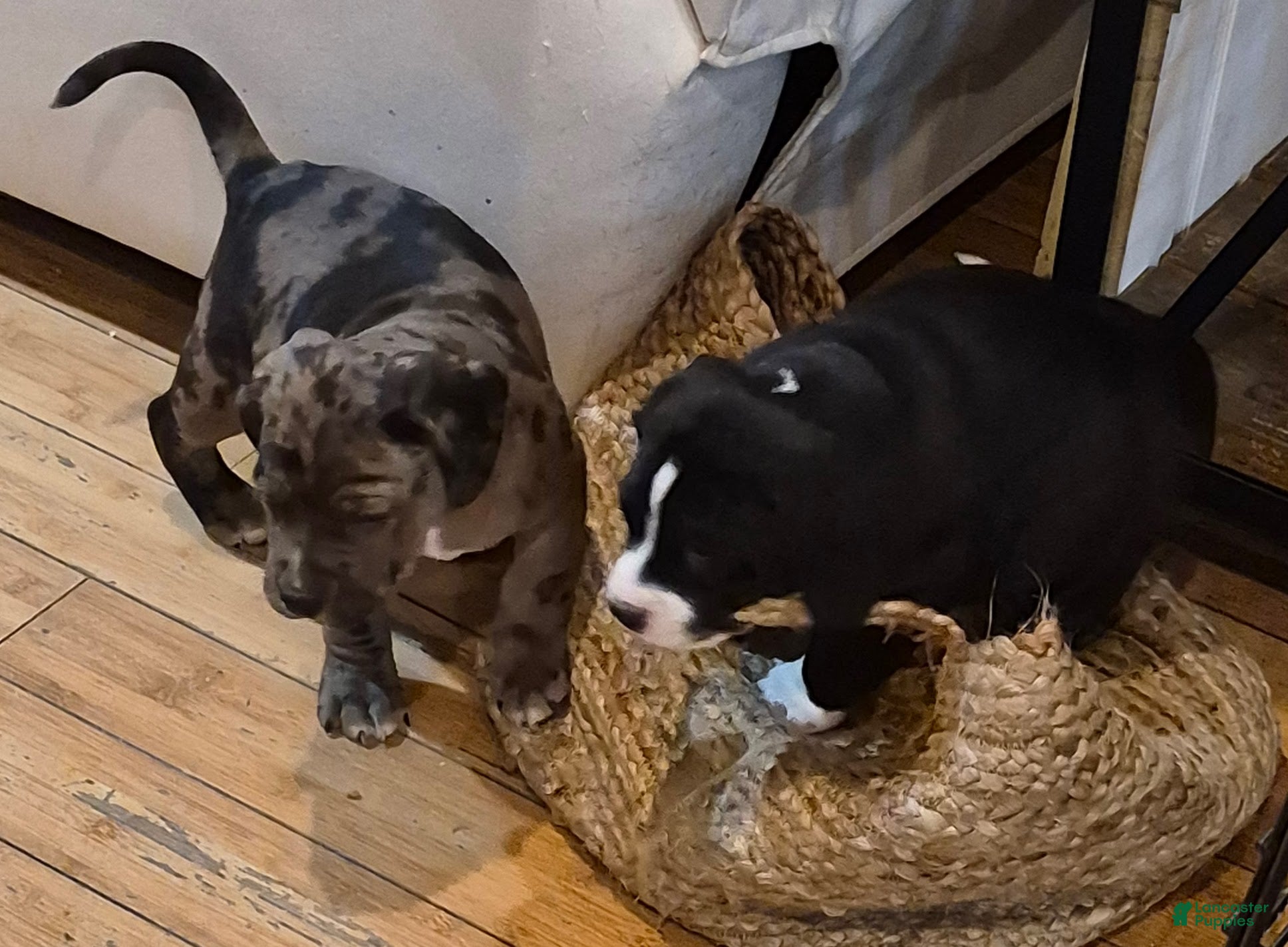 Mixed Breed dogs Charlie  - Ad 2