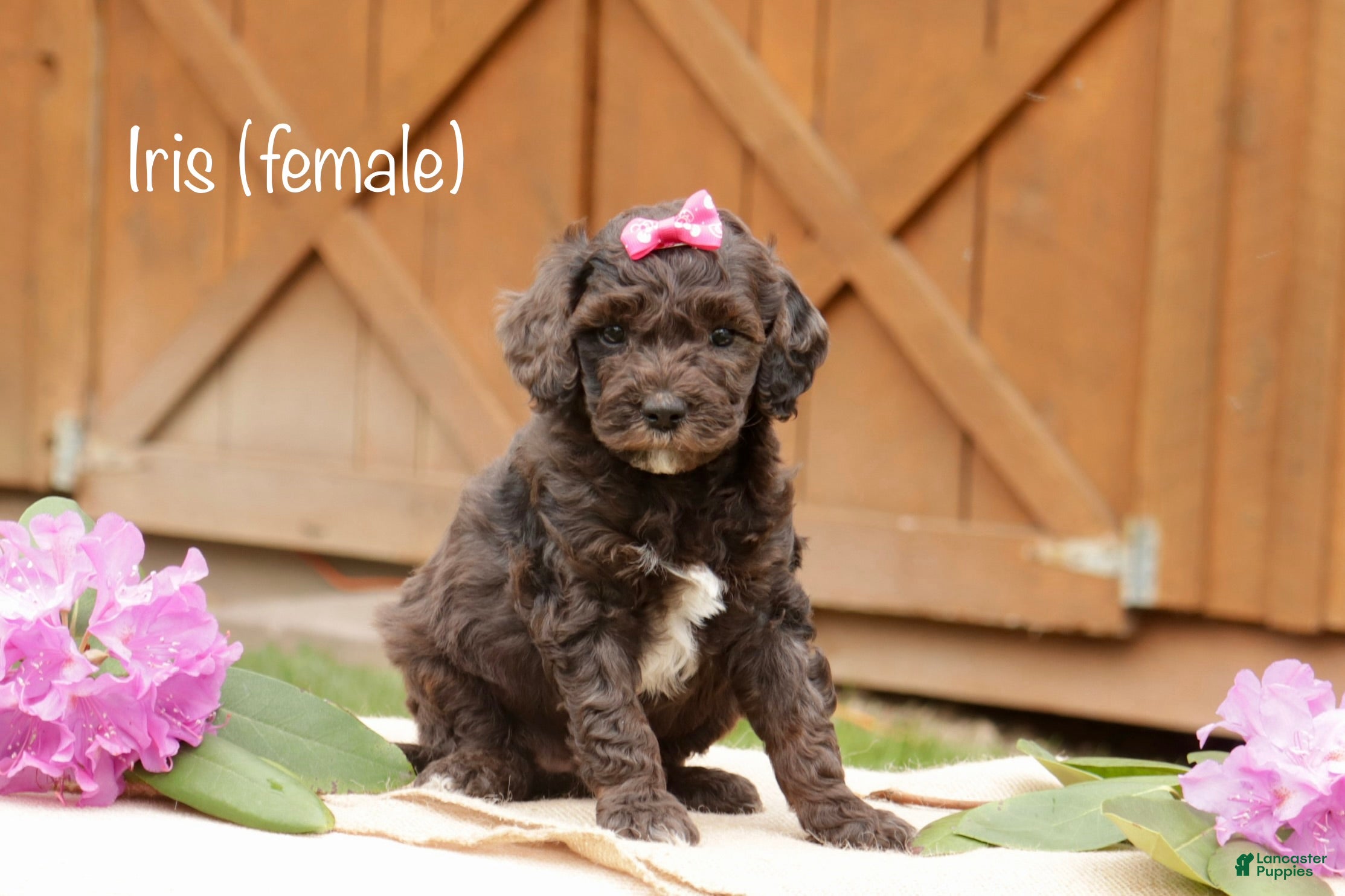 Mini Goldendoodle dogs for sale: Iris - Ad 4