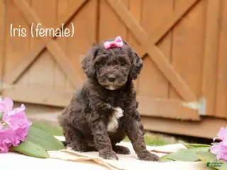 Mini Goldendoodle dogs for sale: Iris - Ad 4