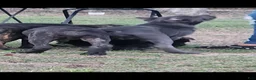 Cane Corso dogs for sale: Cane Corso 2 - Ad 37