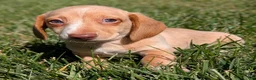 Miniature Dachshund dogs for sale: Biscotti - Ad 4