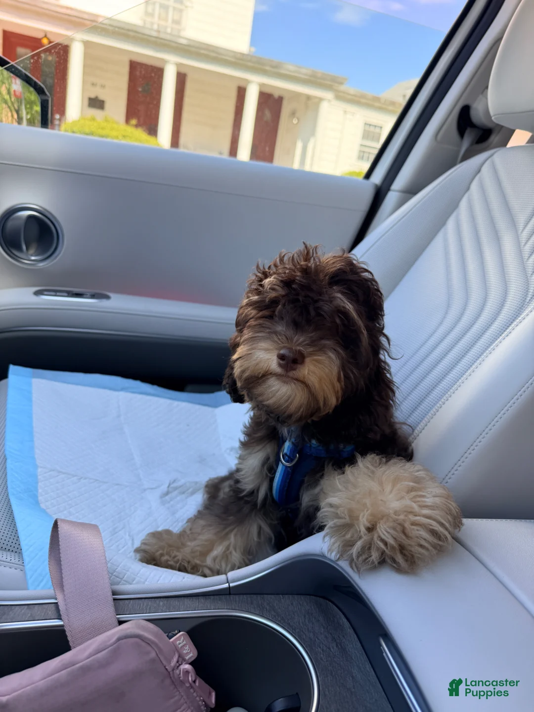 Cockapoo dogs for sale: Max - Ad 2