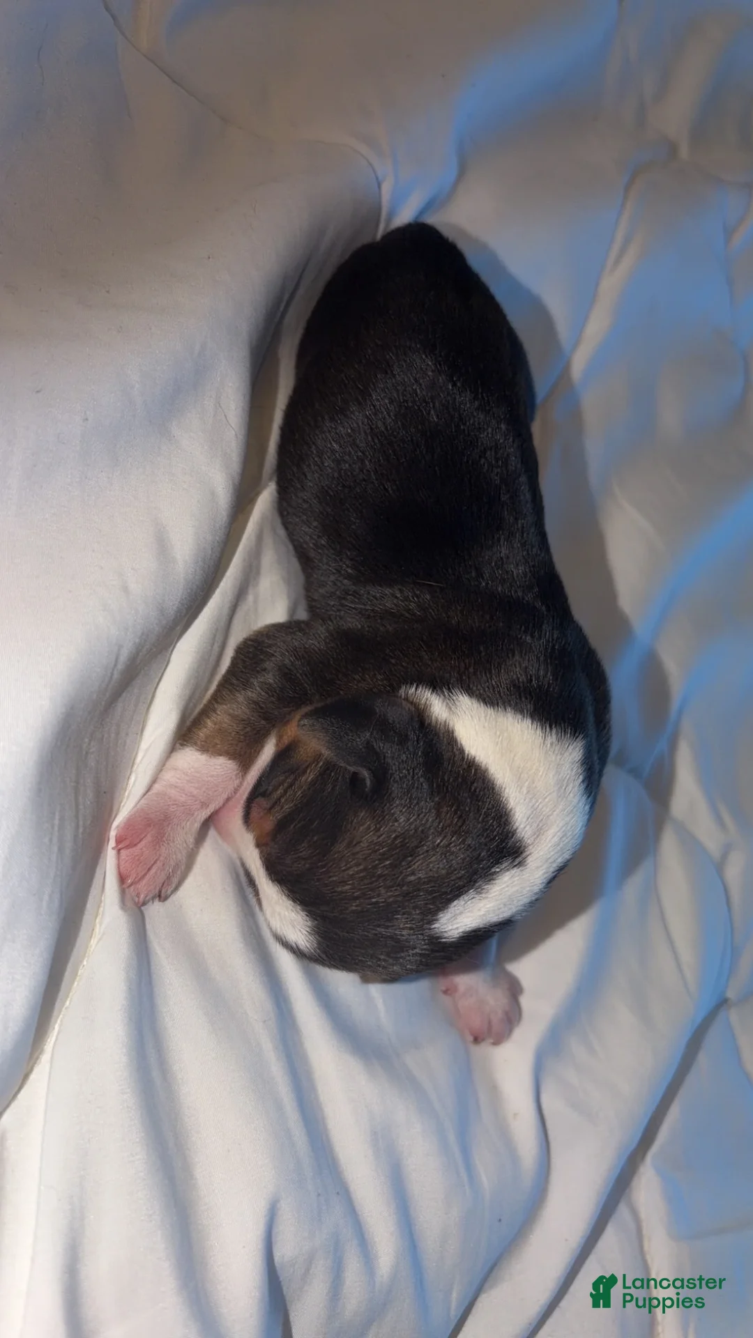 Beagle dogs for sale: Beagle Puppy 3 - Ad 2