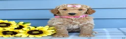 Goldendoodle dogs for sale: Hazel - Ad 8
