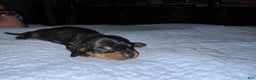 Miniature Dachshund dogs for sale: Smooth Russian 2 champion parents - Ad 5
