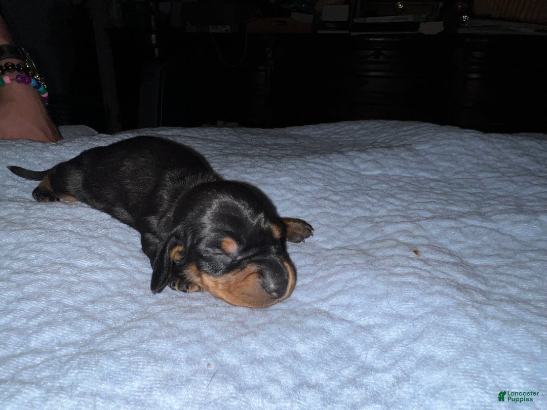Miniature Dachshund dogs for sale: Smooth Russian 2 champion parents - Ad 5