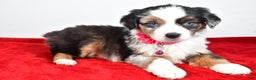 Miniature Australian Shepherd dogs for sale: Orlinda  - Ad 6
